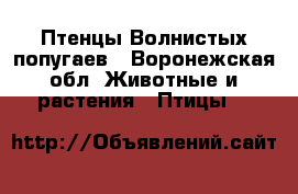 Птенцы Волнистых попугаев - Воронежская обл. Животные и растения » Птицы   